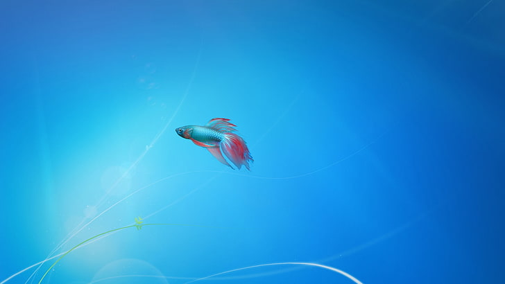 windows beta fish hate tom and jerry so you get 1920x1080  Animals Fish HD Art, HD wallpaper