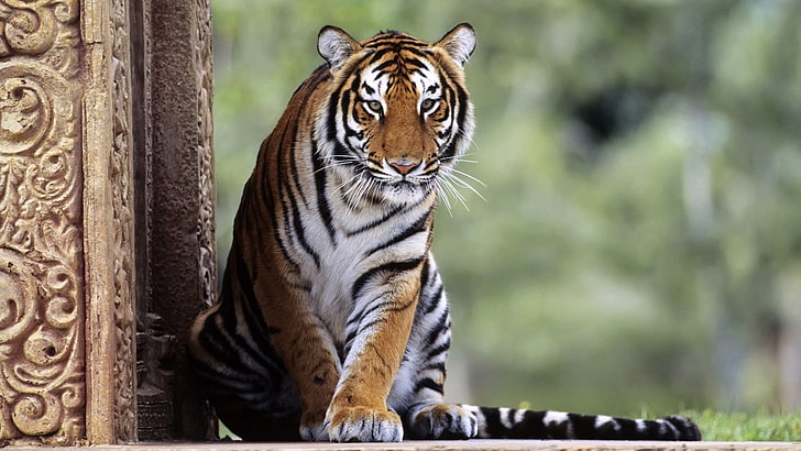 HD wallpaper: nature, animals, tiger, big cats, animal themes, one ...