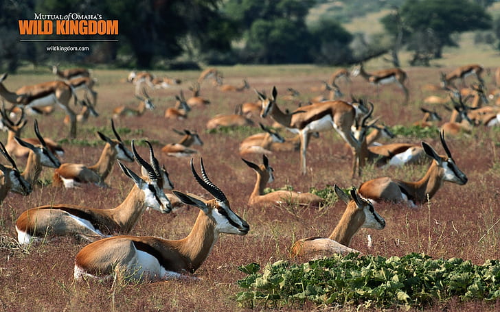 Springboks, herd of deer, antelope, gazelle