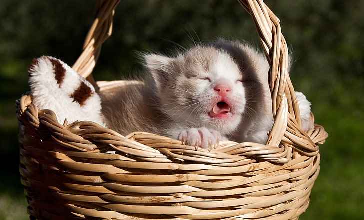 white and brown tabby cat, baskets, kittens, animals, animal themes, HD wallpaper