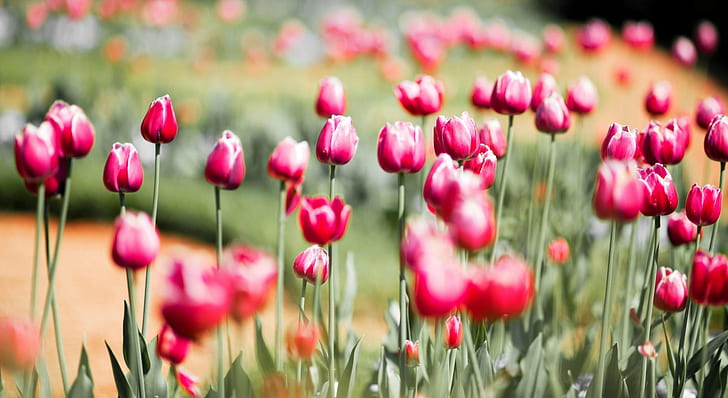tilt shift lens photography of bed of red tulips, Favorite, Photographs