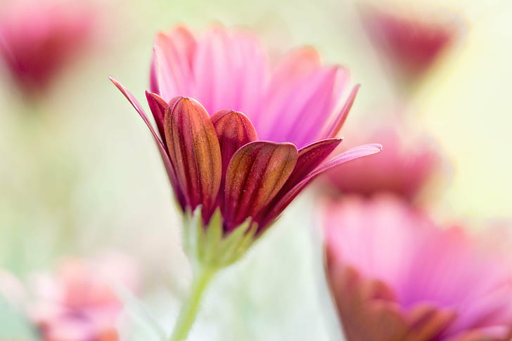 close-up photography of pink and brown petaled flower, daisies, african, daisies, african, HD wallpaper