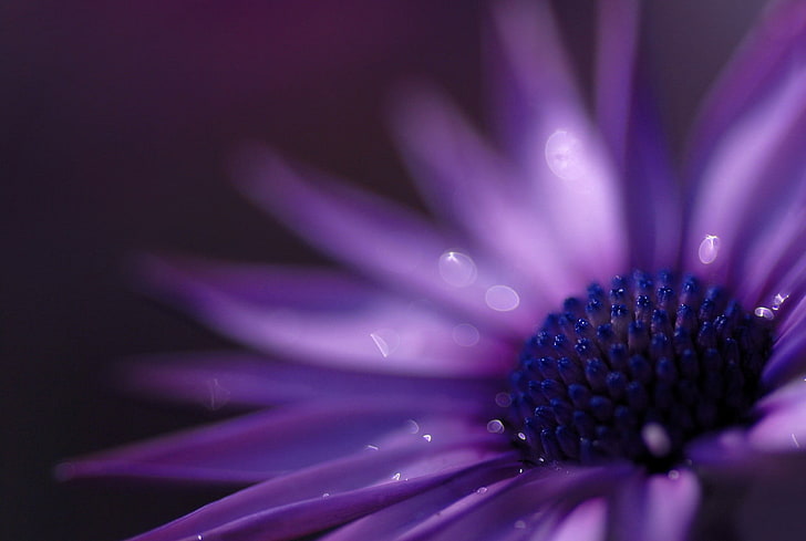 purple flower shallow focus photography, flowers, purple flowers, HD wallpaper