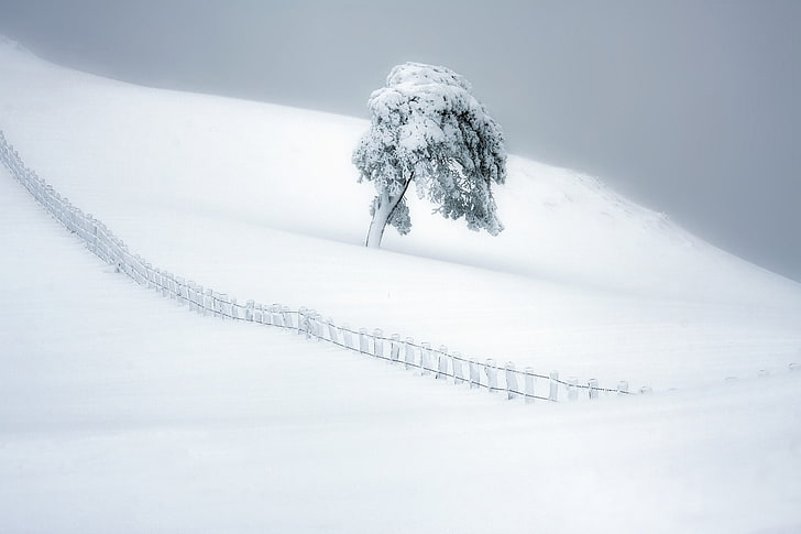 trees, snow, winter, landscape, cold temperature, white color, HD wallpaper