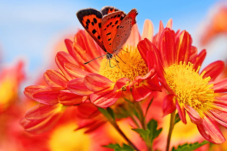 red and black butterfly on red and yellow flowers photography, chrysanthemum, chrysanthemum, HD wallpaper