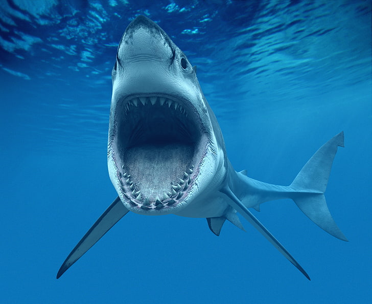 gray shark, jaw, teeth, mouth, White shark, Great White Shark), HD wallpaper