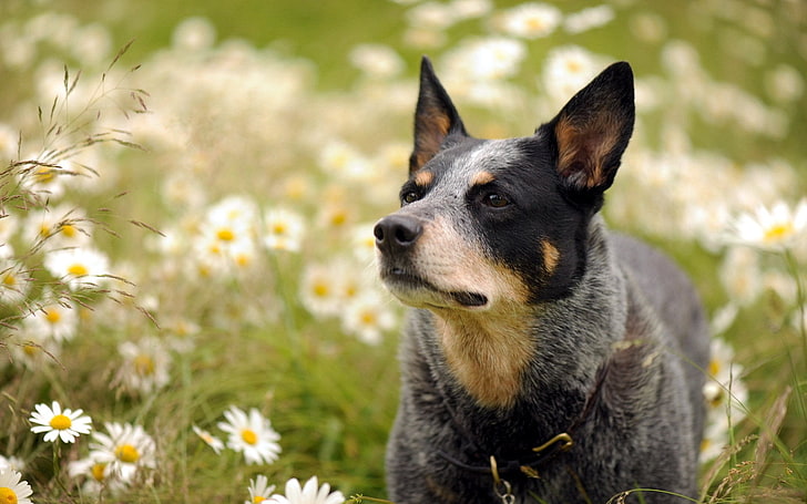 dog, australian cattle dog, flowers, one animal, pets, domestic, HD wallpaper