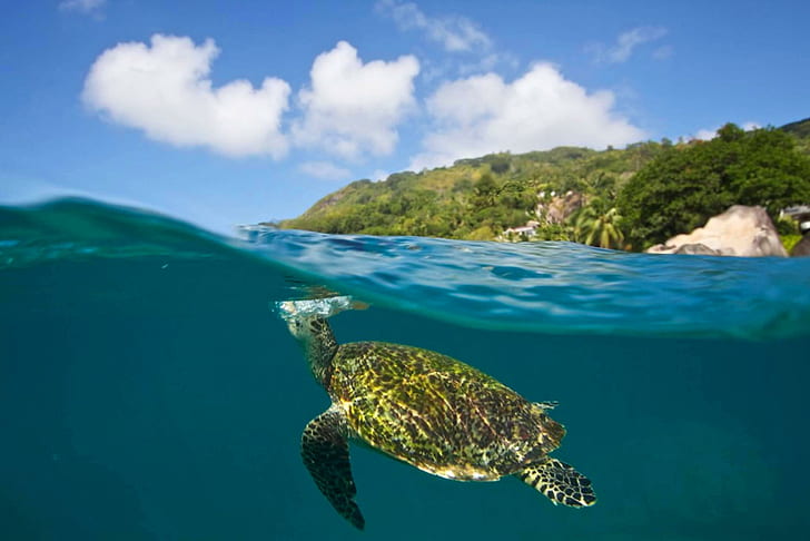 Turtle in Blue Island Lagoon, brown sea turtle, exotic, marine, HD wallpaper