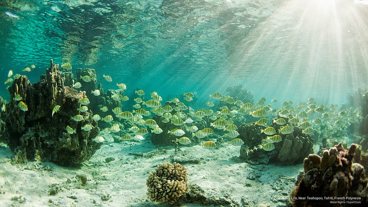 Sea Life, Near Teahupoo, Tahiti, French Polynesia, Ocean Life, HD wallpaper