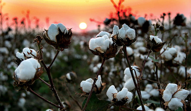 Cotton field at sunset spring sunset sky cotton plants HD wallpaper   Peakpx