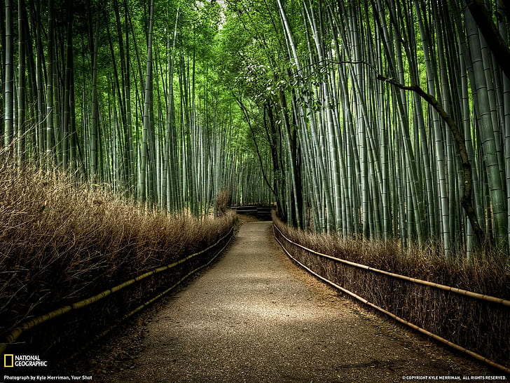 forest, pathway, solice, National Geographic, bamboo, HD wallpaper