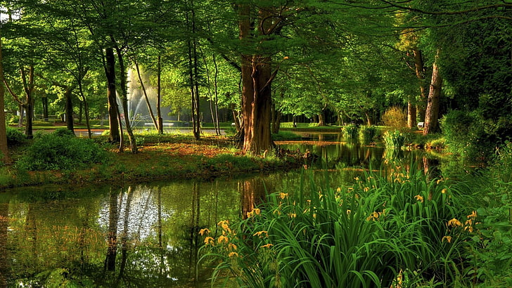 nature, water, green, grove, wetland, tree, bayou, swamp, reflection, HD wallpaper