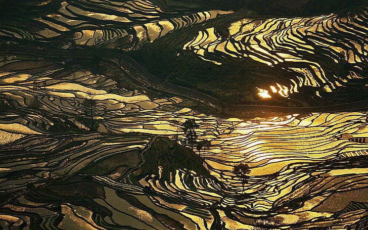 terraces painting, nature, landscape, rice paddy, China, water, HD wallpaper