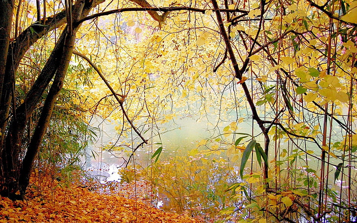 black and yellow tree painting, nature, forest, lake, landscape, HD wallpaper