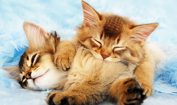 two brown kittens, cat, animals, sleeping, pets, domestic, mammal