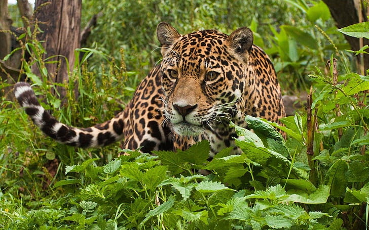 Amazing, animal, Beauty, cute, Green, Jungle, leopard, wild, HD wallpaper