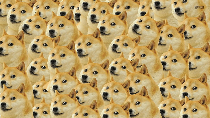 tan akita dog, doge, memes, face, full frame, large group of objects, HD wallpaper
