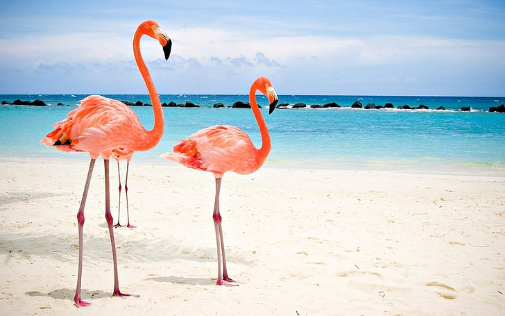 flamingo  desktop backgrounds, sea, bird, water, vertebrate, HD wallpaper