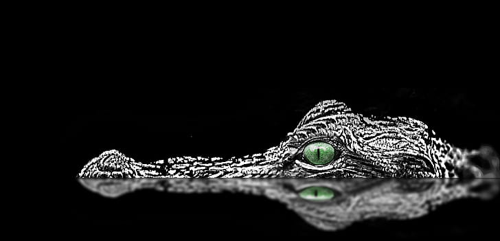 macro shot photography of alligator head, Water, eyes, outdoor, HD wallpaper