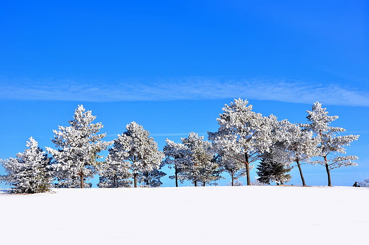 landscape, winter, seasons, trees, snow, cyan, clear sky, sunlight