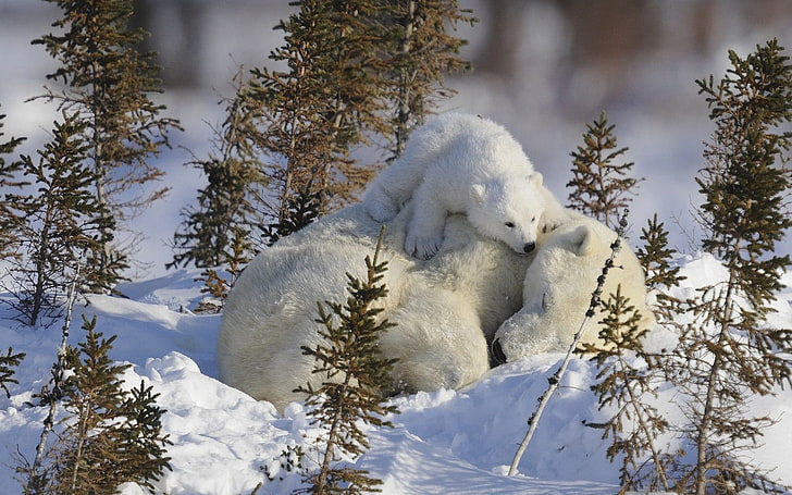 polar bear and cub, polar bears, animals, baby animals, snow