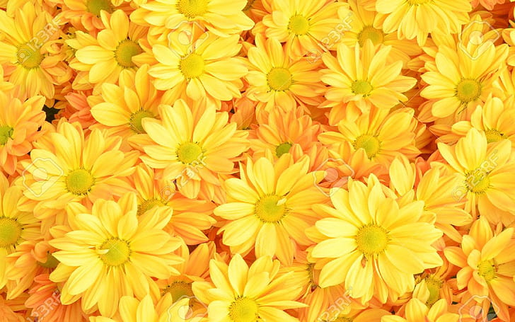 HD wallpaper: Yellow Chrysanthemum Flowers Background | Wallpaper Flare
