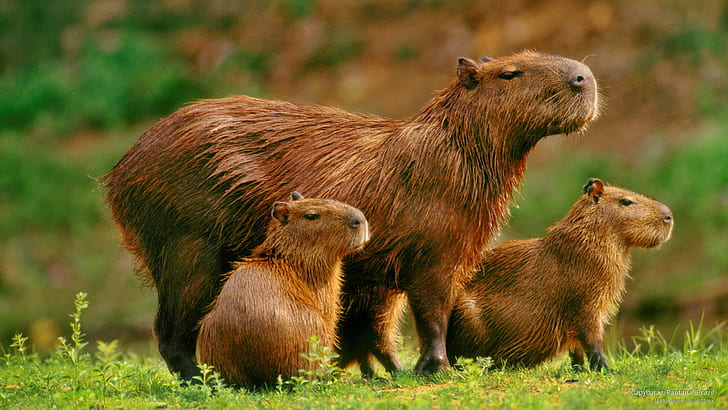 Capybaras, Pantanal, Brazil, Animals, HD wallpaper