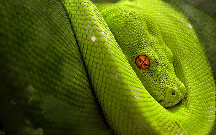 snake, green, digital art, orange eyes, reptiles, animals, animal themes