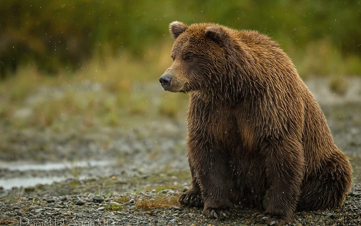 Brown Bear in the rain, brown bear, animal, HD wallpaper