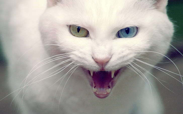 Angry Turkish Angora Cat, white