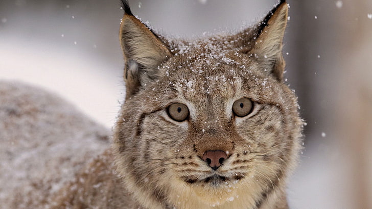 Lynx, snout, snow, snowflakes, winter, animal, carnivore, nature