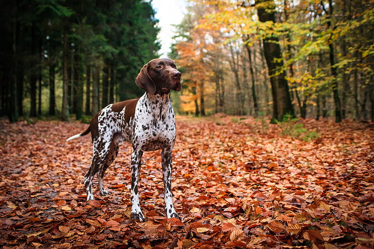 Dogs, German Shorthaired Pointer, HD wallpaper