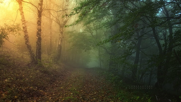 forest illustration, nature, tree, fog, plant, land, tranquility, HD wallpaper