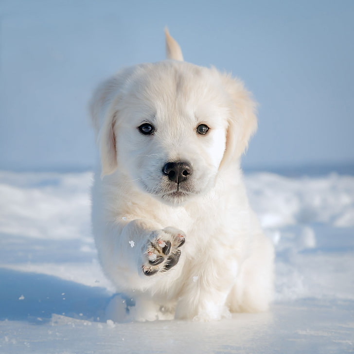 HD wallpaper: winter, snow, paw, dog, puppy, doggie | Wallpaper Flare