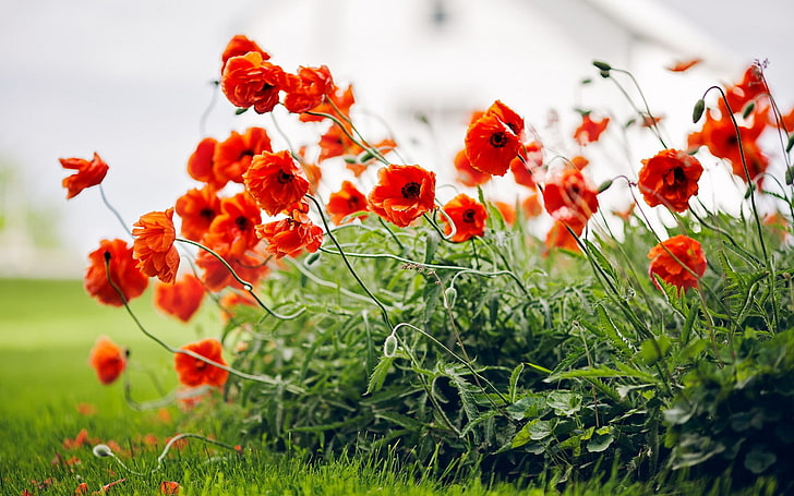 plants, flowers, nature, red flowers, poppies, flowering plant
