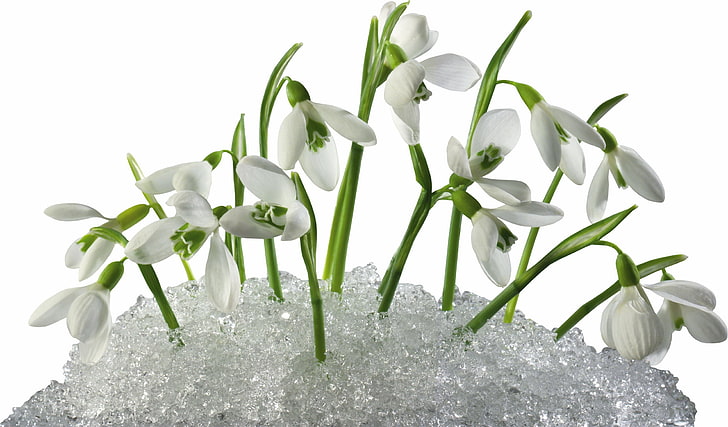 white snowdrop flowers, snowdrops, primroses, spring, nature