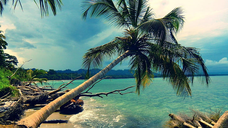 green coconut tree, nature, landscape, palm trees, tropical, sea, HD wallpaper