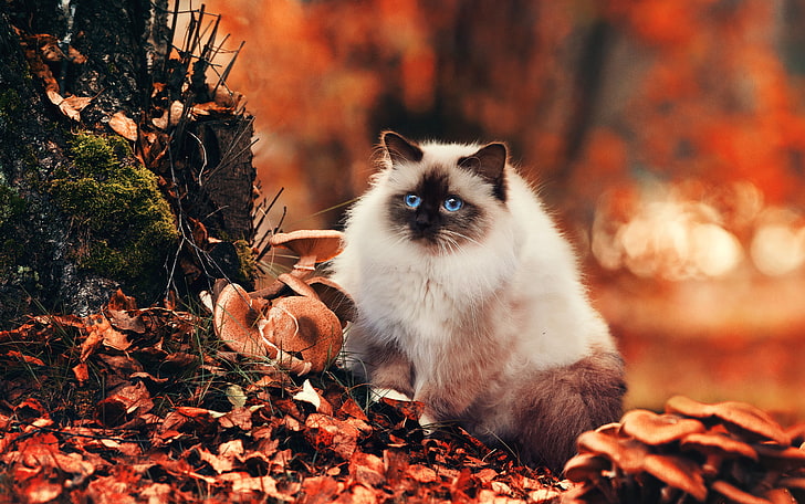 short-coated white and brown cat, fluffy, foliage, autumn, domestic Cat