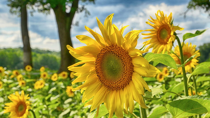 close up photography of a sunflower, let the sun shine, Blumen, HD wallpaper