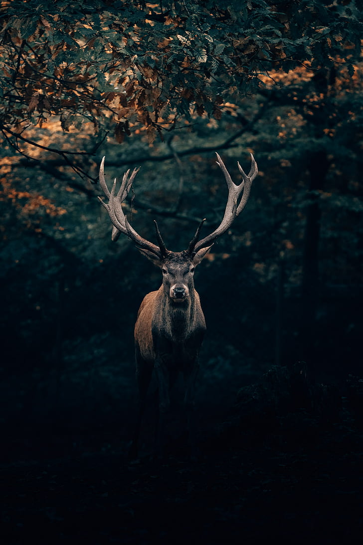 deer, wildlife, horns, branches, forest