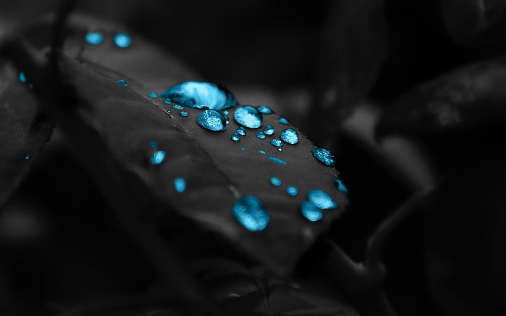 selective color photography of water dew, blue water droplets on leaf digital wallpaper
