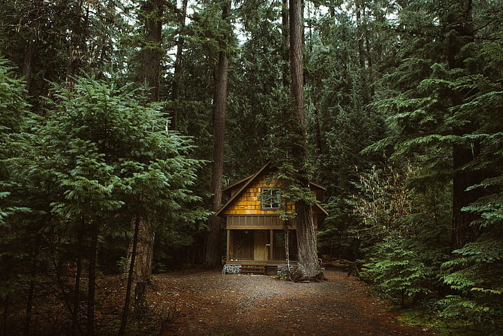 forest nature cabin, HD wallpaper