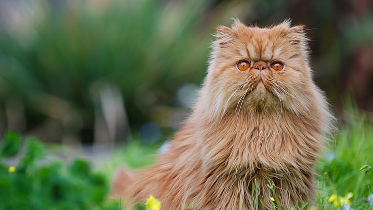 Persian cat, furry kitten, brown long coated cat