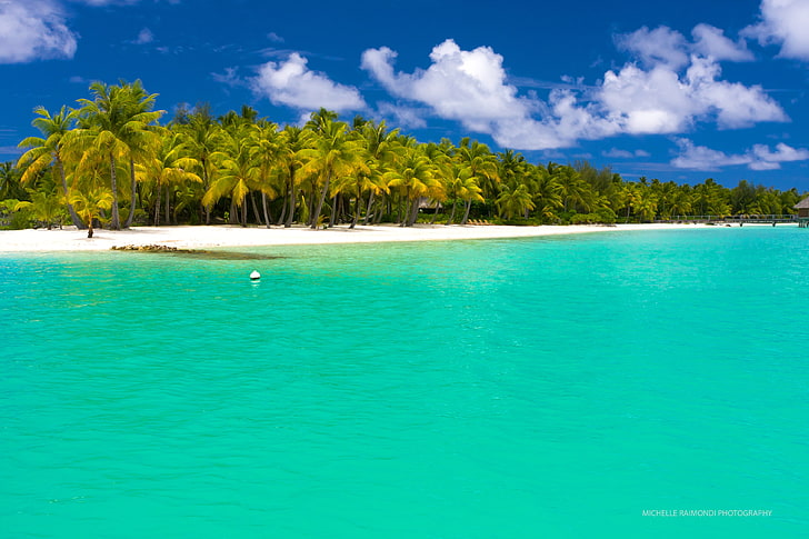 green coconut trees, summer, maldives, tropical, beach, palm trees