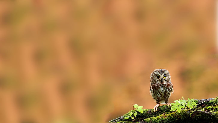 gray owl chick, animals, birds, branch, moss, animal wildlife, HD wallpaper