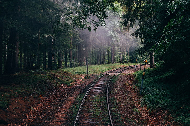 gray train tracks, forest, nature, railway, trees, plant, railroad track