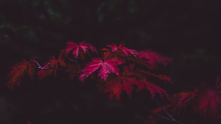 red maple leaves, selective focus photography of pink leaf tree, HD wallpaper