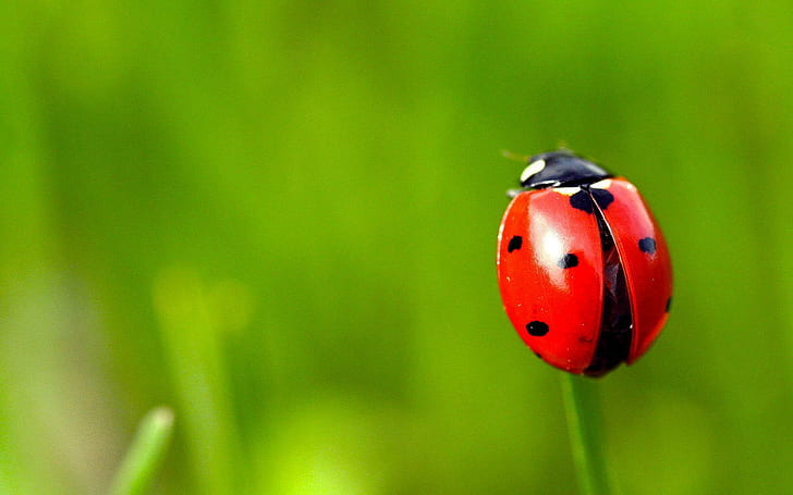 HD wallpaper: Grass Ladybug | Wallpaper