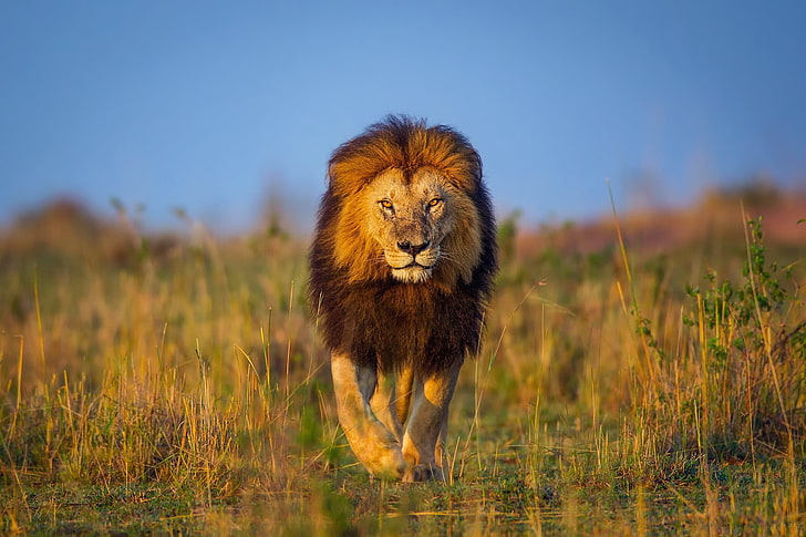 HD wallpaper: brown lion walking on grass field, animals, wildlife, nature  | Wallpaper Flare