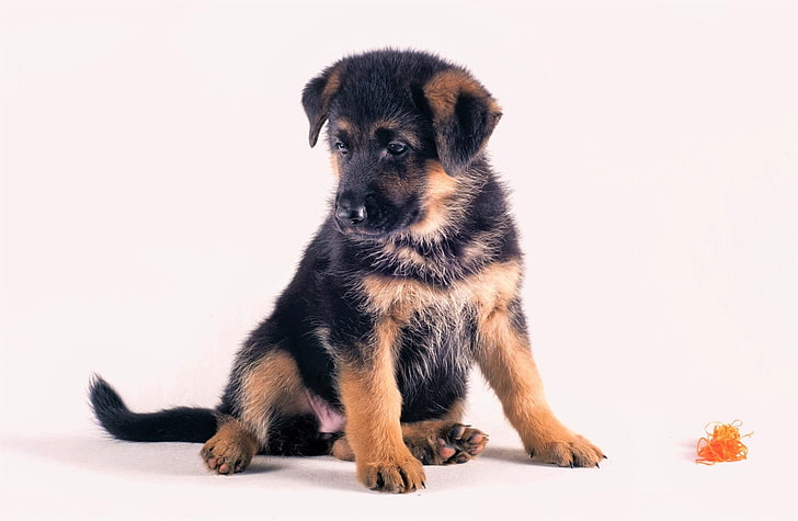 HD wallpaper: Dogs, German Shepherd, Animal, Baby Animal, Cute, Puppy |  Wallpaper Flare